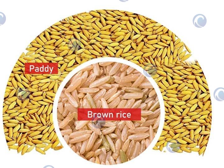 show of the separated rice